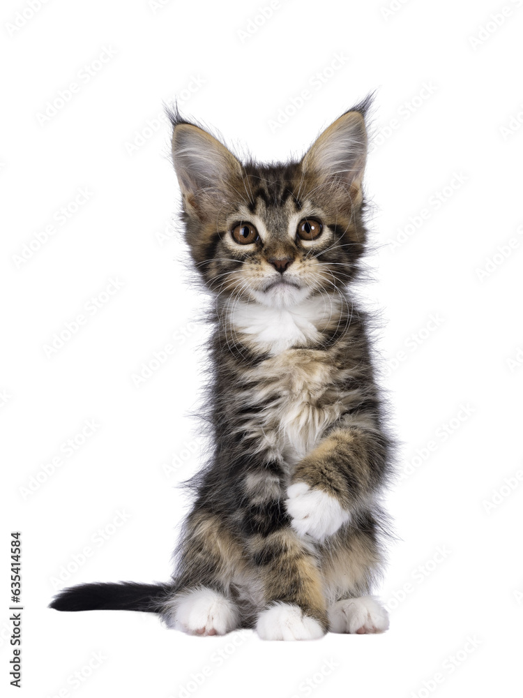 Super sweet classic brown tabby with white Maine Coon cat kitten, sitting up facing front with one paw lifted in air. Looking straight to camera with brown eyes. Isolated on a transprant background