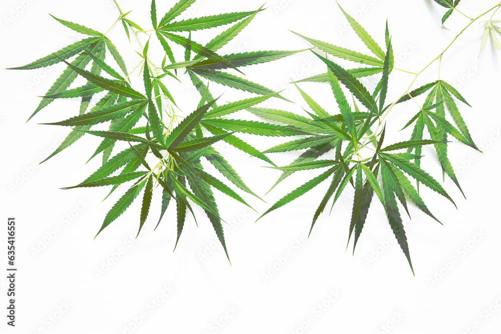 cannabis leaf isolated on white background cannabis leaf isolated on white background
