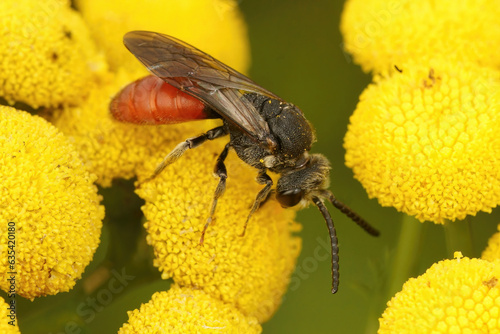 Closeup on the large, brilliant red cleptoparasite blood bee, Sphecodes albilabris sitting on yellow Tansy flower photo