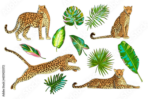 Set with animals and tropical leaves. Different poses of a leopard, jaguar or cheetah. Palm leaves, banana leaves, monstera, Calathea Triostar, Philodendron, dieffenbachia, alocasia. Vector. Cartoon.