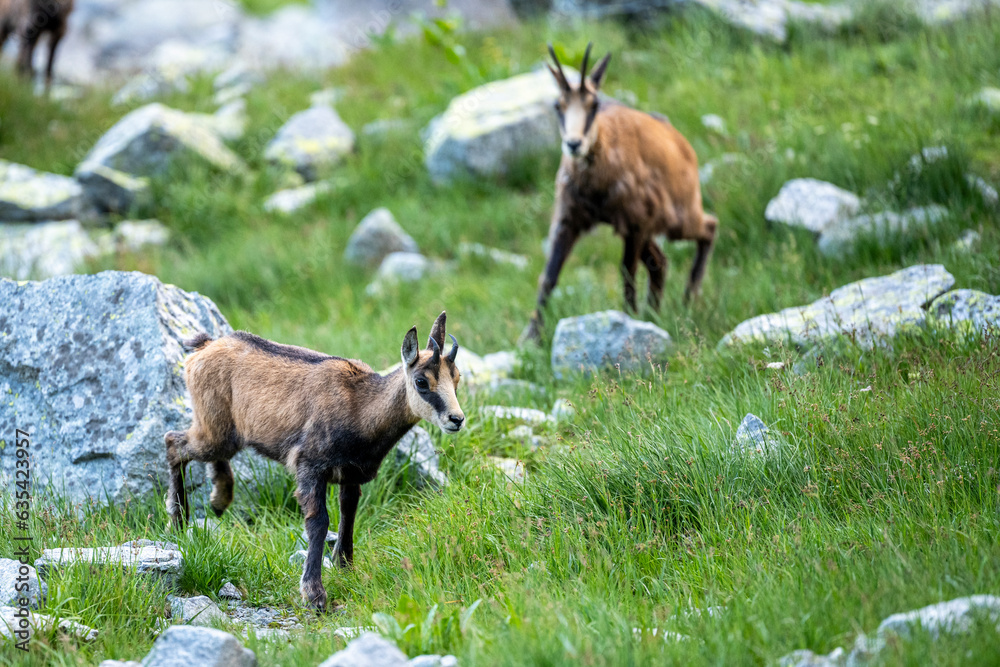 The Tatra Chamois, Rupicapra rupicapra tatrica. A chamois in its natural habitat in the Tatra Mountains. The Tatra Chamois, Rupicapra rupicapra tatrica. A chamois in its natural habitat in the Tatra Mountains.