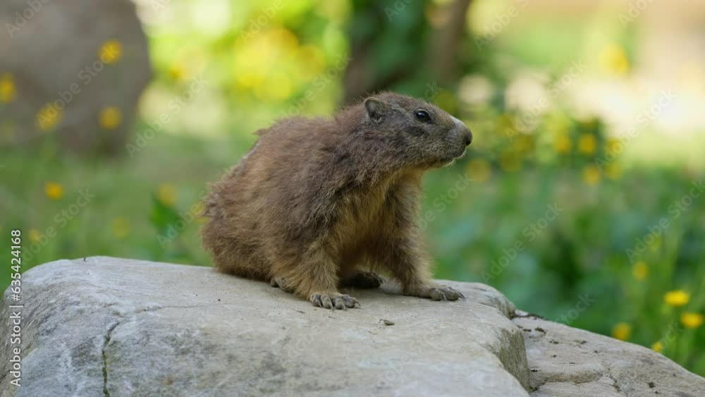 portrait of an adult Alpine Marmot (Marmota marmota) sitting on a rock portrait of an adult Alpine Marmot (Marmota marmota) sitting on a rock