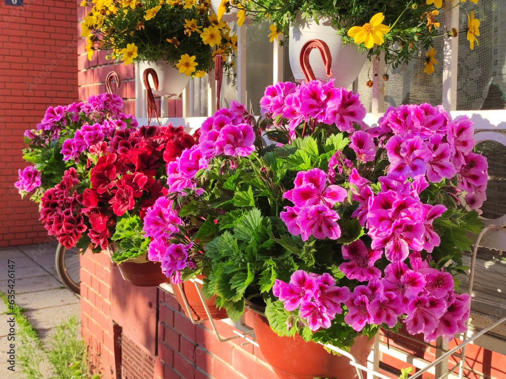 colorful blooming geraniums at the balcony