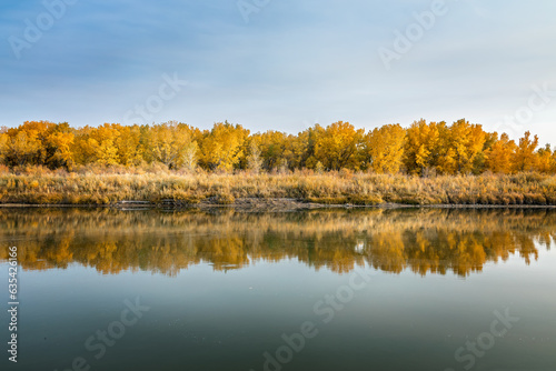 Yellow autumn trees in a row, reflecting in the water