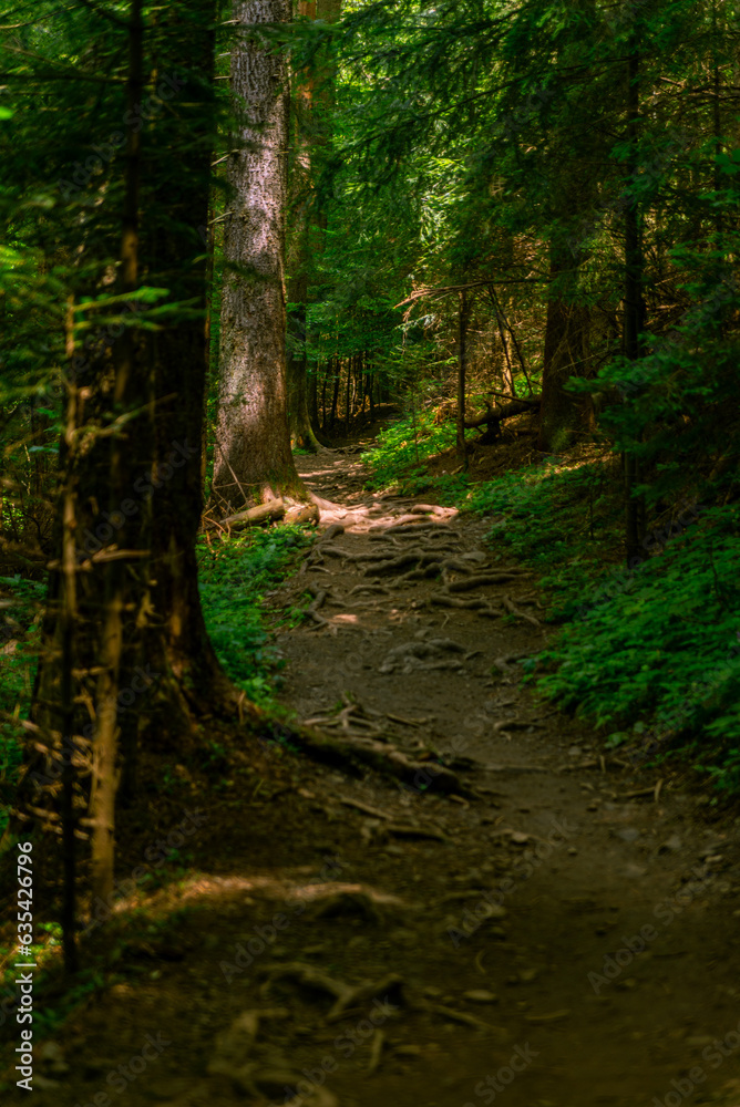 Fototapeta premium footpath in the forest