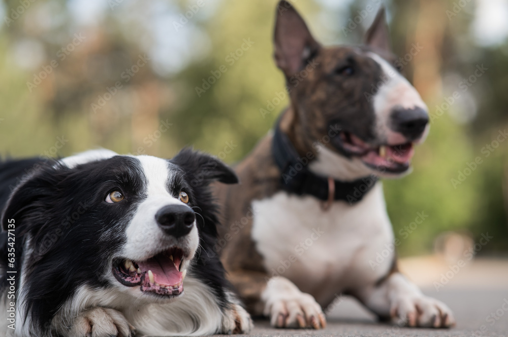 Black and white border collie and brindle bull terrier lie side by side on a walk. Black and white border collie and brindle bull terrier lie side by side on a walk.