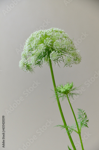 White, small, and numerous carrot flowers