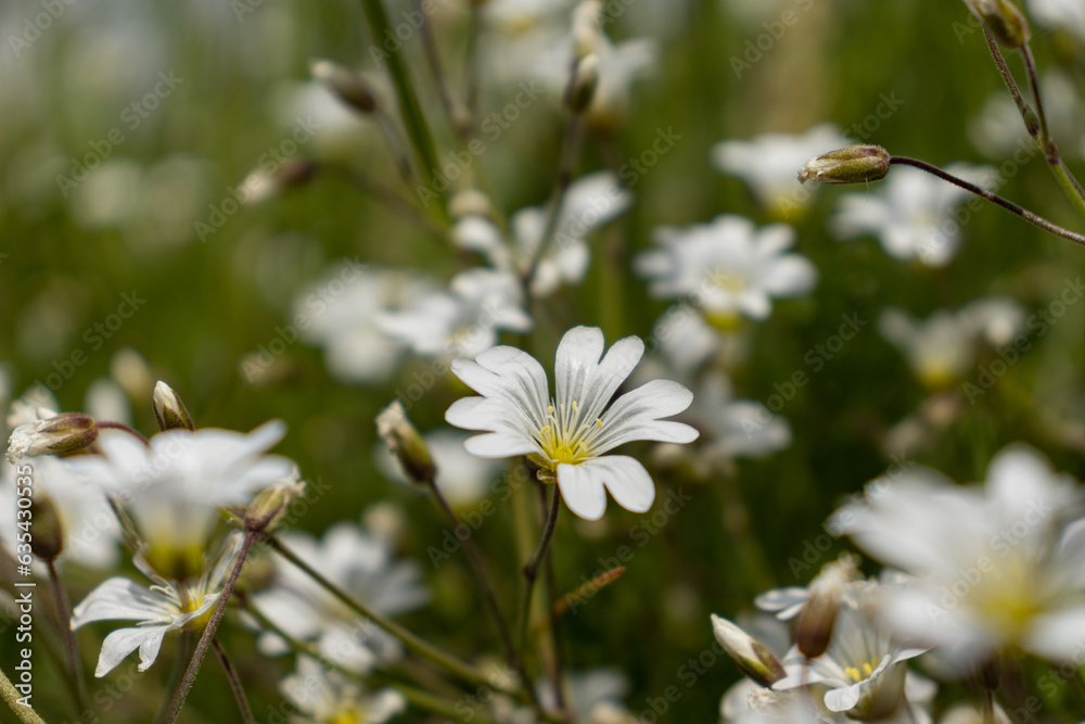 Weiße Blüten am Feldrand Weiße Blüten am Feldrand