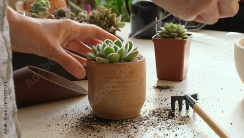 Woman hands planting green succulent in substrates with white pearlite granules. Home gardening, love of houseplants, freelance. Repotting or transplanting Echeveria 