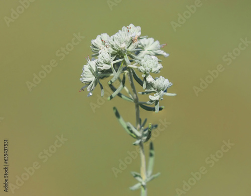 White flower of felty germander plant, Teucrium polium ssp. Capitatum photo