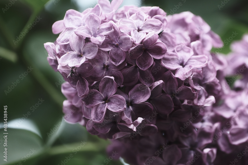 Beautiful purple lilac flowers outdoors, closeup. Floral background	