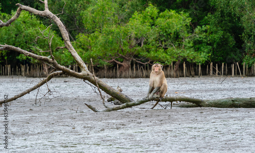 Mangrove forest at low tide and crab-eating macaque looking for food on muddy ground. Habitat and nature concept.