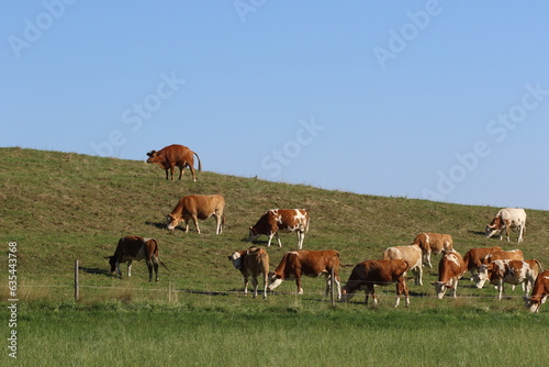 Holstein cows grazing in a field  © UMIT