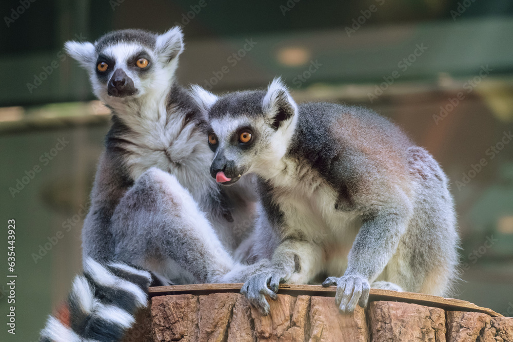 Obraz premium Pair of ring-tailed lemurs sitting on a wooden stump. Funny lemur catta showing tongue.
