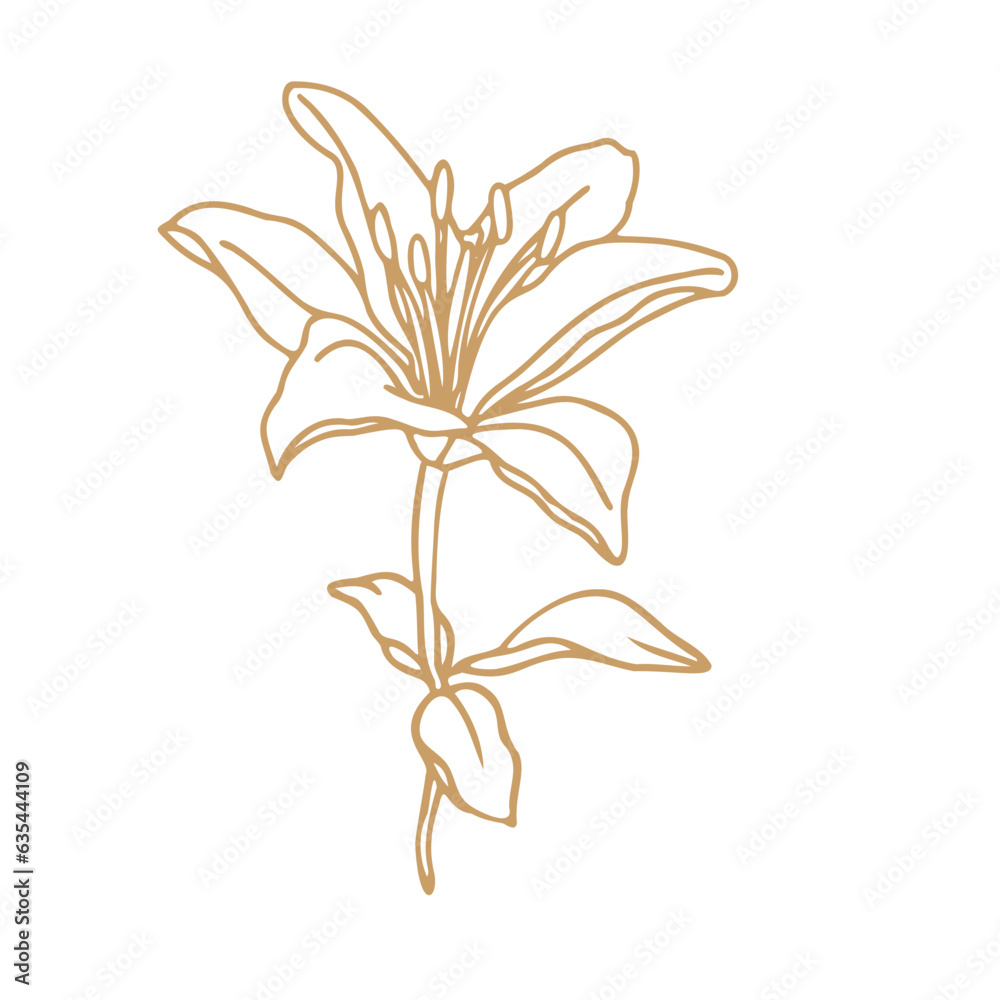Lily flower hand drawn design,isolate on white background