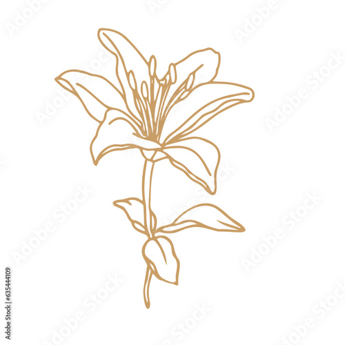 Lily flower hand drawn design,isolate on white background