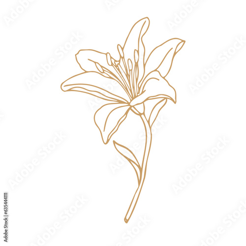 Lily flower hand drawn design,isolate on white background