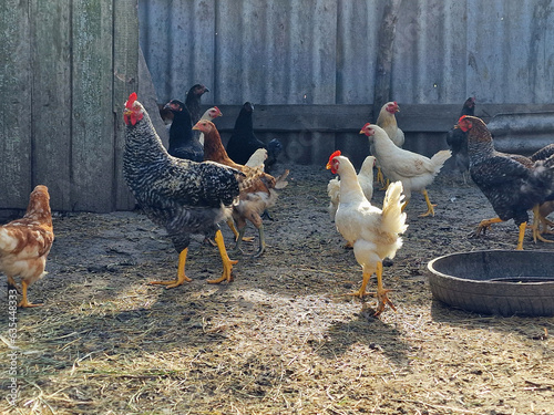 Hens and rooster run around on the farm. Eco life. Bird care in the village. Beautiful horizontal photo