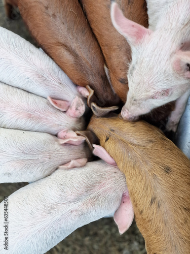 Cute white pigs eat from a bowl on a farm. Green life. Care of newborn animal pigs.