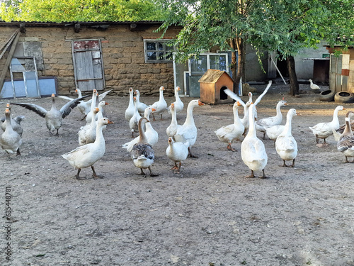 A flock of white geese in a poultry farm, bird care, a lot of geese