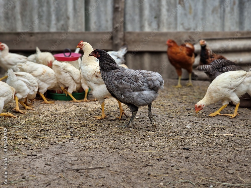 Bird care in the village. Rooster leader and breeding birds. Chickens and petechs walk in the poultry farm. Green life. Bird care in the village. Rooster leader and breeding birds. Chickens and petechs walk in the poultry farm. Green life.