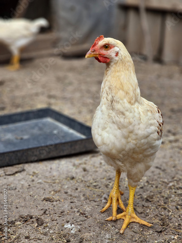 One white chicken close-up walks in a poultry farm. Breeding birds in the village and caring for chickens.