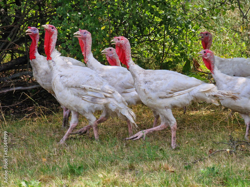 Podobny obraz