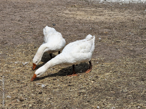 Two white geese close up in a poultry farm in the village, eco life.