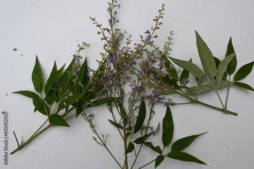 Vitex negundo plant flower. It's other name Chinese chaste tree, five-leaved chaste tree, horseshoe vitex, nisinda and Nirgundi. It is a large aromatic shrub. It is an Ayurvedic medicine. photo