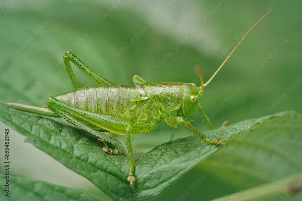 Closeup on an upland green bush-cricket, Tettigonia cantans sitting on a leaf Closeup on an upland green bush-cricket, Tettigonia cantans sitting on a leaf