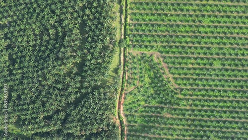 Vast oil palm field seen from above
