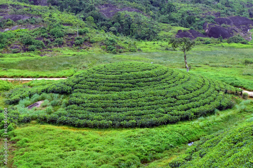 tea plantation