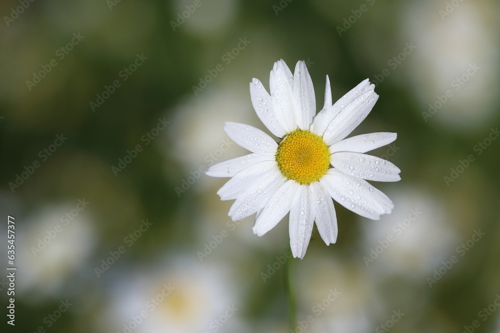 beautiful chamomiles in the meadow beautiful chamomiles in the meadow