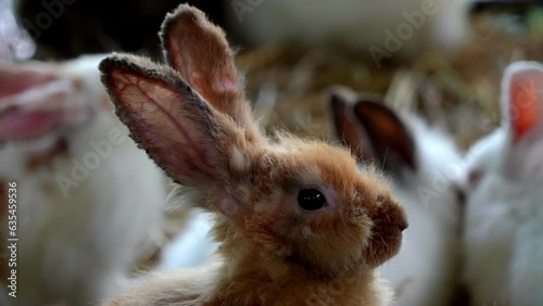 Slow motion group of rabbits sitting next to each other