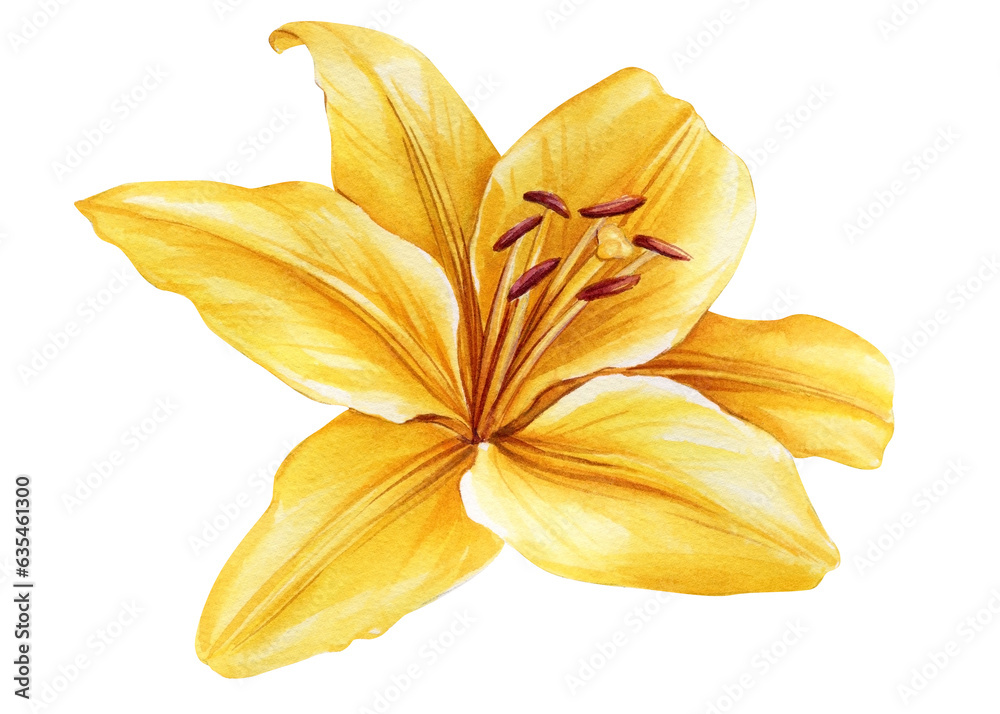 Yellow lily, beautiful flower on an isolated white background, watercolor illustration, botanical painting