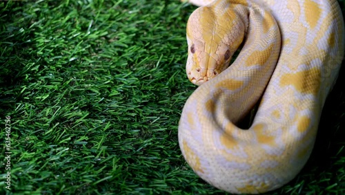 Slow motion vibrant yellow and white python snake on artificial green grass
