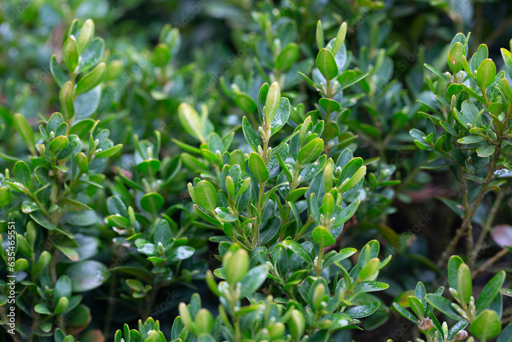 Fresh green buxus (Buxus sempervirens) leaves. Close-up of evergreen bush boxwood in the nature. Concept: Greenery, nature texture.