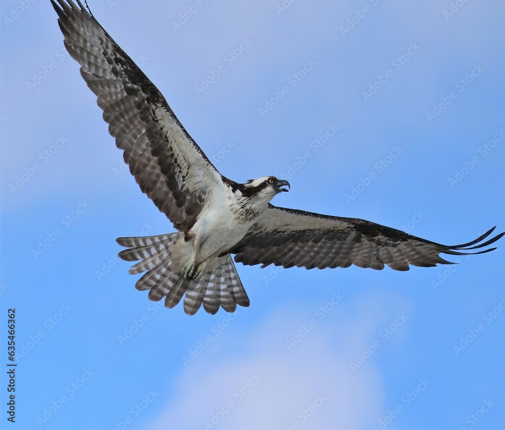 Osprey in Flight Cedar Key Florida Gulf of Mexico Osprey in Flight Cedar Key Florida Gulf of Mexico