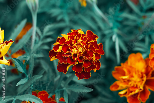orange flower in the garden