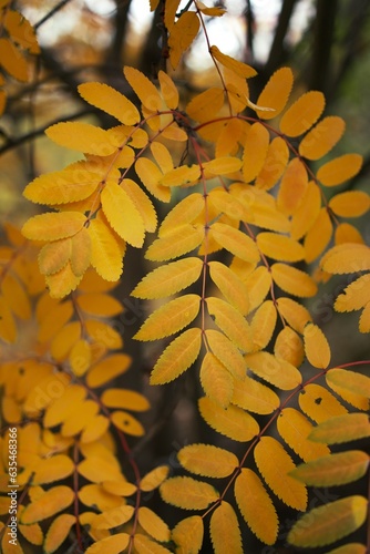 autumn leaves