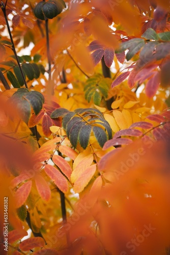 autumn leaves