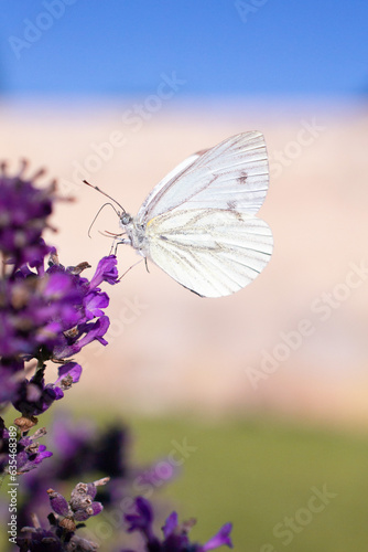 Papillon