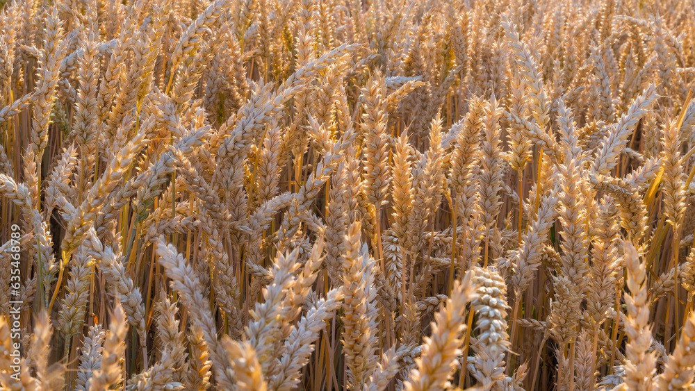 Fototapeta premium Beautiful ripe common wheat ears in sunlit summer field background. Triticum aestivum. Close-up of dry golden spikelets of rural cornfield in sunbeams backlight. Natural farming crop for bread making.