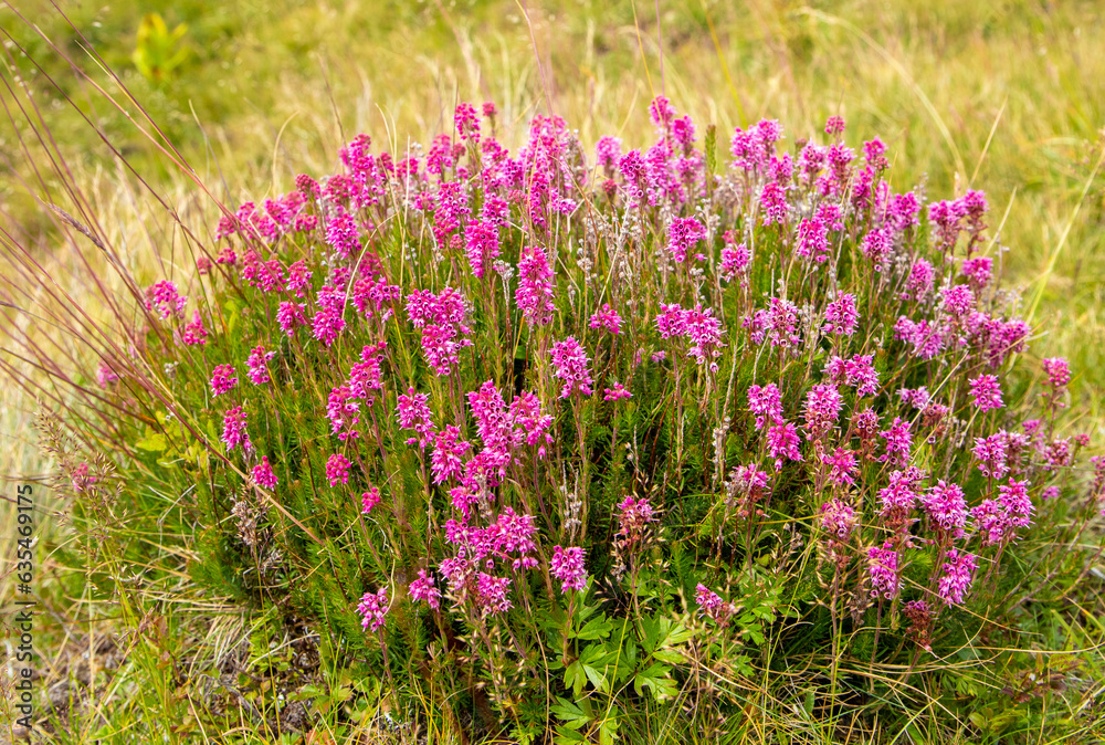 Obraz premium A close-up of a bush of flowering Bruckenthalia spiculifolia plants