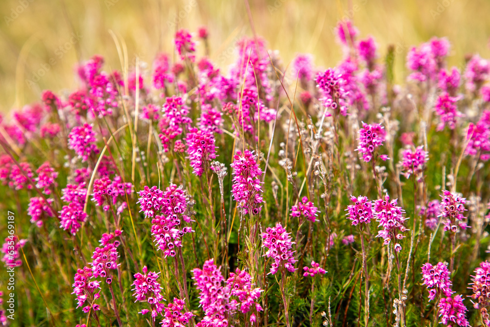 A close-up of a bush of flowering Bruckenthalia spiculifolia plants