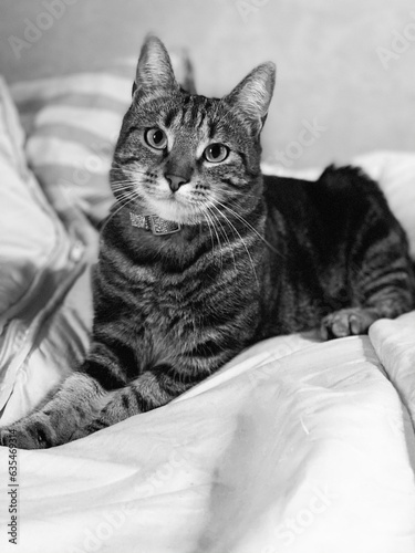 Chat