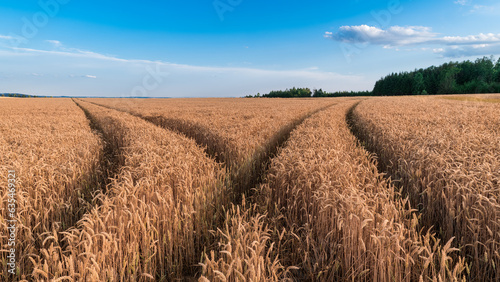 Closeup of ruts in bread wheat field in summer nature scenery. Triticum aestivum. Beautiful ripe cornfield in rural landscape with forest on horizon and blue sky background. Agricultural crop harvest. photo