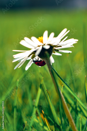 Coccinelle 