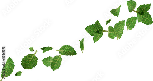 3d render flying mint leaves photo