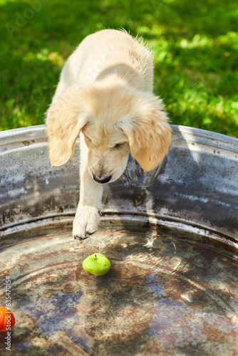 Golden retriever puppy is playing with water and ball  in the yard, happy monents with pet. . photo